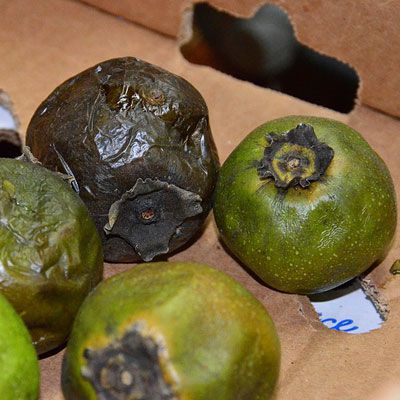 De black sapote, sometimes known as the chocolate pudding fruit because of the color and texture of its flesh is native to Central and South America. Today is it often used to make dessert in the Philippines and Mexico. In Central American the black sapote is fermented to make a liqueur. 