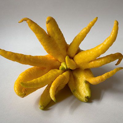 Detta fruit may look like a frightening Halloween prop, but it is actually part of the citron family. Its “fingers” can be segmented for consumption; however, it is typically used for its citrus-like fragrance or for zest. Buddha’s hand is native to Northeast India and China.