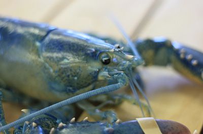 blå lobster