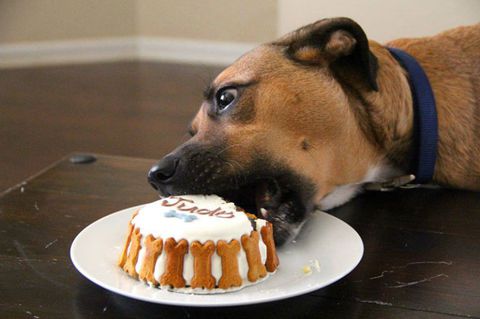 hundar eating cake