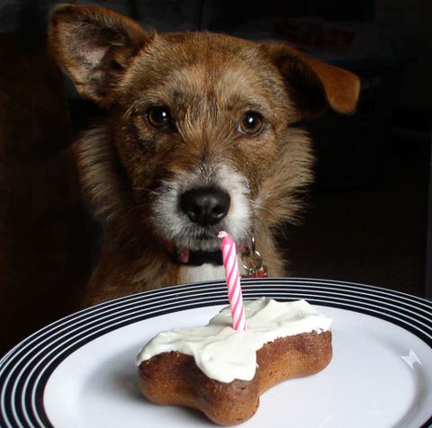 hund eating cake
