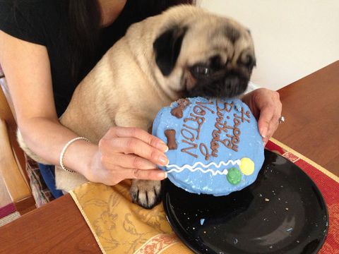 สุนัข eating cake