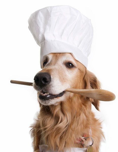 หมา wearing chefs hat