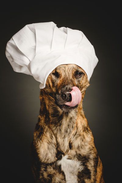 หมา chefs hat