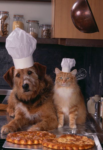 หมา chefs hat