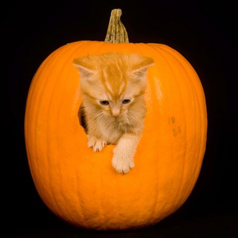 mačiatko climbing out of pumpkin