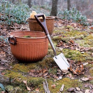 On your own property, harvest moss to grow indoors in pots before it becomes buried beneath snow. Take only small wedges, leaving most intact to expand again. Always take care not to disturb princess pine and other less plentiful plants. Pot the moss with soil, spritz it with water, and you've got greenery for the holidays and beyond.