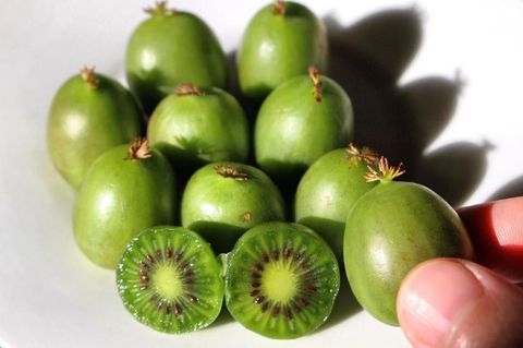 Kiwi Bobule budú vaše nové ovocné obsedenie