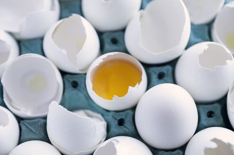 bruten eggs eggshells