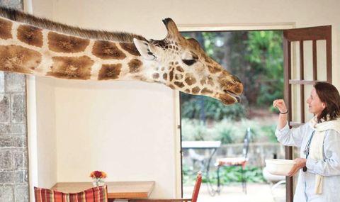 žirafa Manor