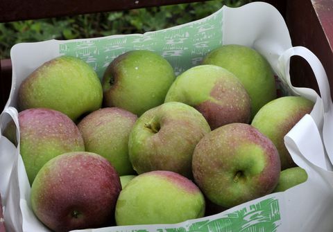 วันเสาร์ Sept. 14, 2013. A full bag of cortland apples picked at Gile's Family Farm during the Shaker Hi