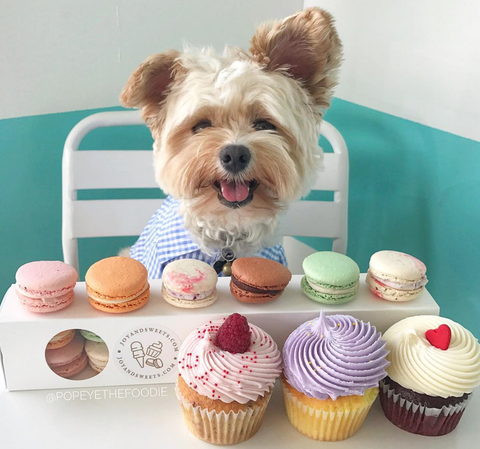 Omg, bu ‘foodie’ köpek en iyi yemek yiyor ve bunu kanıtlamak için bir Instagram vardır
